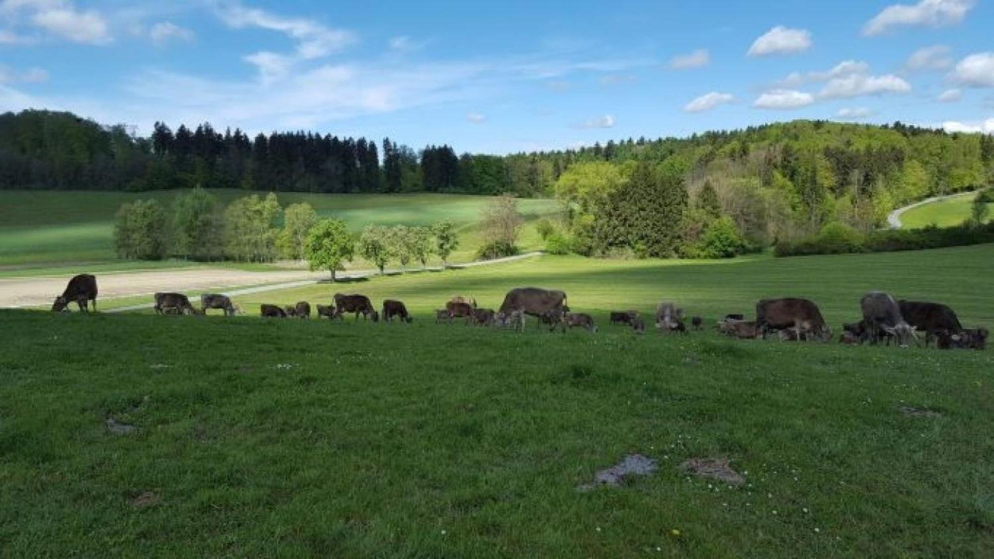 Roesslerhof Ferienwohnung Roesslerweiher Schlier المظهر الخارجي الصورة